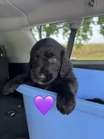 Nova, a female Saint Berdoodle for sale in Lexington, KY – 3 of 10