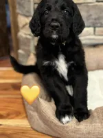 Corvette , a female Saint Berdoodle for sale in Lexington, KY – 6 of 10