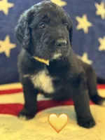 Corvette , a female Saint Berdoodle for sale in Lexington, KY – 7 of 9