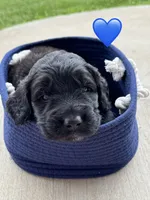 Scout, a male Saint Berdoodle for sale in Lexington, KY – 4 of 8