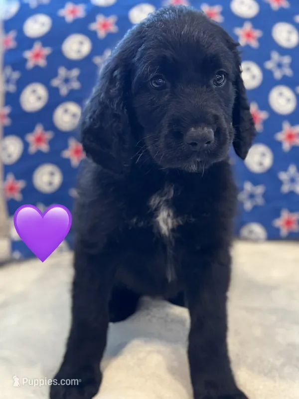 Nova – Saint Berdoodle puppy for sale in Lexington, KY