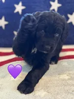Nova , a female Saint Berdoodle for sale in Lexington, KY – 7 of 10
