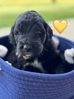 Corvette , a female Saint Berdoodle for sale in Lexington, KY – 7 of 7