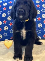 Corvette , a female Saint Berdoodle for sale in Lexington, KY – 2 of 10