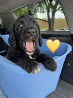 Corvette , a female Saint Berdoodle for sale in Lexington, KY – 4 of 10