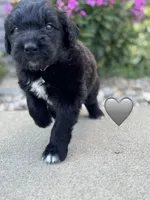 Cobra , a male Saint Berdoodle for sale in Lexington, KY – 3 of 6