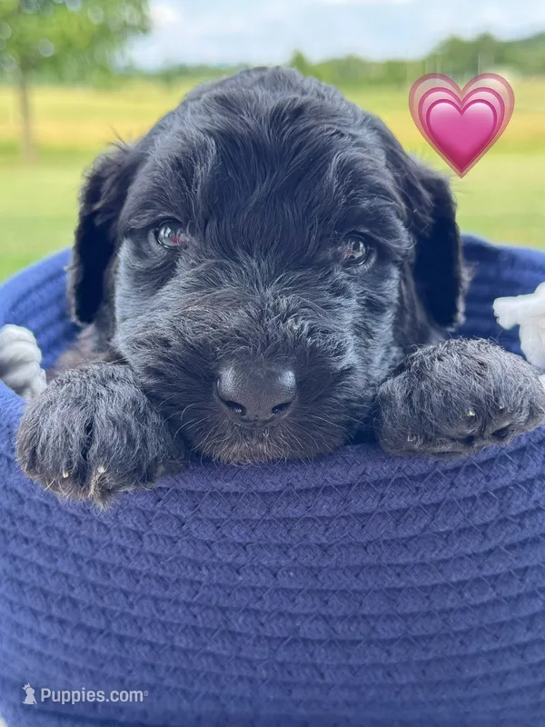 Barracuda  – Saint Berdoodle puppy for sale in Lexington, KY