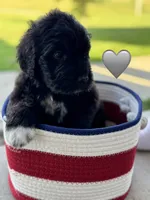 Cobra, a male Saint Berdoodle for sale in Lexington, KY – 10 of 10
