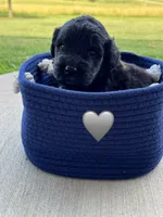 Cobra, a male Saint Berdoodle for sale in Lexington, KY – 5 of 10