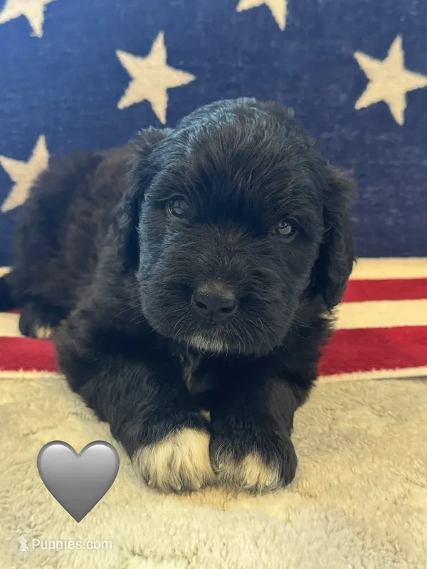 Cobra – Saint Berdoodle puppy for sale in Lexington, KY