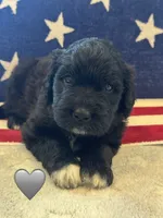 Cobra, a male Saint Berdoodle for sale in Lexington, KY – 1 of 9