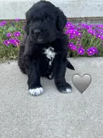 Cobra, a male Saint Berdoodle for sale in Lexington, KY – 9 of 9