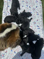 New Litter , a  Saint Berdoodle for sale in Lexington, KY – 4 of 6