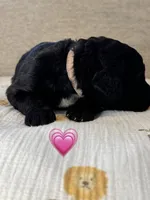 Barracuda , a female Saint Berdoodle for sale in Lexington, KY – 3 of 10