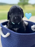 Galaxy , a female Saint Berdoodle for sale in Lexington, KY – 9 of 10
