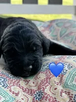 Scout , a male Saint Berdoodle for sale in Lexington, KY – 3 of 4
