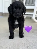 Nova, a female Saint Berdoodle for sale in Lexington, KY – 8 of 10