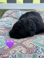 Nova , a female Saint Berdoodle for sale in Lexington, KY – 8 of 8