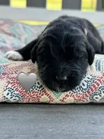 Cobra, a male Saint Berdoodle for sale in Lexington, KY – 6 of 7