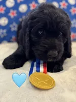 Galaxy , a female Saint Berdoodle for sale in Lexington, KY – 4 of 10