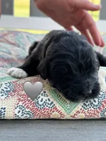 Cobra, a male Saint Berdoodle for sale in Lexington, KY – 5 of 7