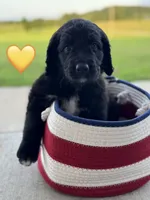 Corvette , a female Saint Berdoodle for sale in Lexington, KY – 3 of 10