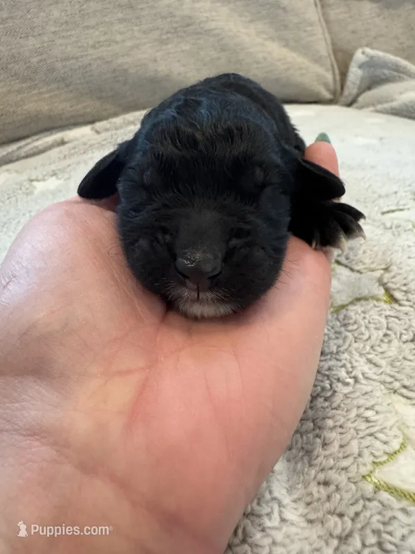 New  – Saint Berdoodle puppy for sale in Lexington, KY