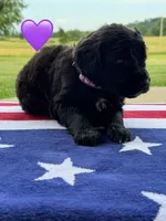 Nova , a female Saint Berdoodle for sale in Lexington, KY – 4 of 9