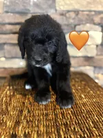 Tigress, a female Saint Berdoodle for sale in Lexington, KY – Photo 9 of 9