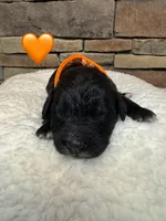 Tigress, a female Saint Berdoodle for sale in Lexington, KY – Photo 5 of 9