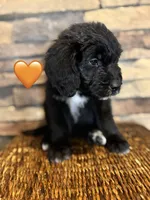 Tigress, a female Saint Berdoodle for sale in Lexington, KY – Photo 7 of 9