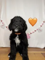 Tigress, a female Saint Berdoodle for sale in Lexington, KY – Photo 3 of 9