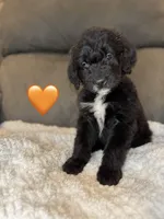 Tigress, a female Saint Berdoodle for sale in Lexington, KY – Photo 4 of 9