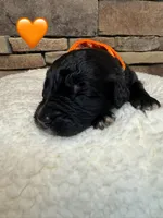 Tigress, a female Saint Berdoodle for sale in Lexington, KY – Photo 6 of 9