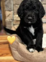 Corvette , a female Saint Berdoodle for sale in Lexington, KY – 5 of 10