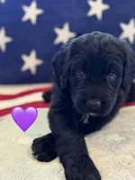 Nova , a female Saint Berdoodle for sale in Lexington, KY – 3 of 10