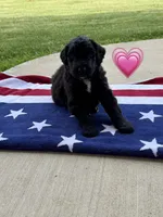 Barracuda , a female Saint Berdoodle for sale in Lexington, KY – 10 of 10