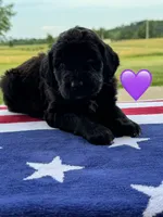 Nova , a female Saint Berdoodle for sale in Lexington, KY – 8 of 9