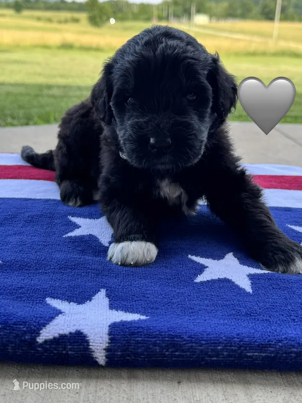 Cobra – Saint Berdoodle puppy for sale in Lexington, KY