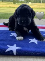 Cobra, a male Saint Berdoodle for sale in Lexington, KY – 1 of 10
