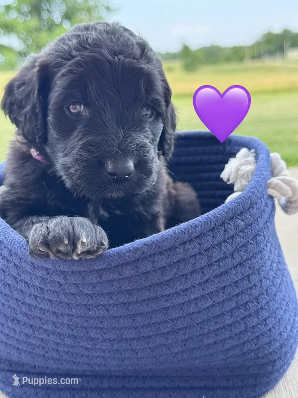Nova  – Saint Berdoodle puppy for sale in Lexington, KY