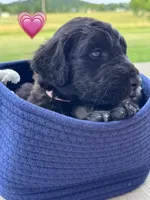 Barracuda , a female Saint Berdoodle for sale in Lexington, KY – 6 of 10