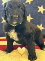 Corvette , a female Saint Berdoodle for sale in Lexington, KY – 6 of 9