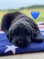 Scout, a male Saint Berdoodle for sale in Lexington, KY – 6 of 8