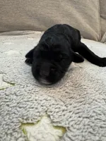 New , a male Saint Berdoodle for sale in Lexington, KY – 2 of 5
