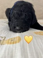 Corvette , a female Saint Berdoodle for sale in Lexington, KY – 8 of 10