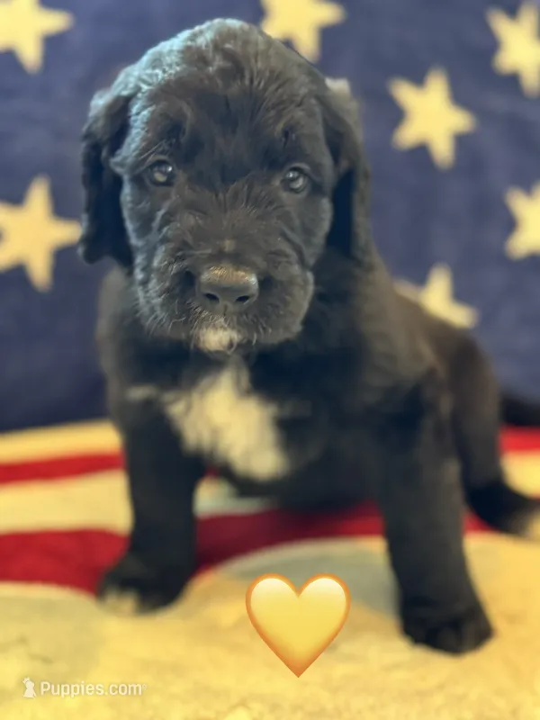 Corvette  – Saint Berdoodle puppy for sale in Lexington, KY
