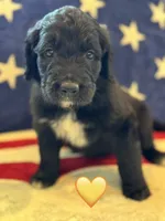 Corvette , a female Saint Berdoodle for sale in Lexington, KY – 1 of 9