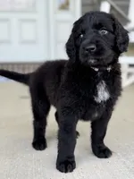 Nova 💜, a female Saint Berdoodle for sale in Lexington, KY – 10 of 10