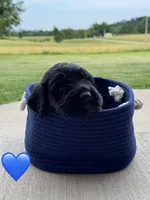 Scout, a male Saint Berdoodle for sale in Lexington, KY – 8 of 8
